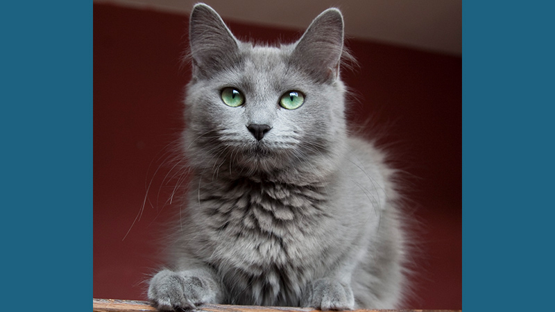 Nebelung 6