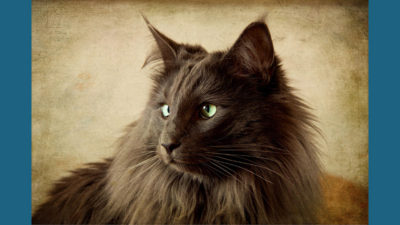 Nebelung 9