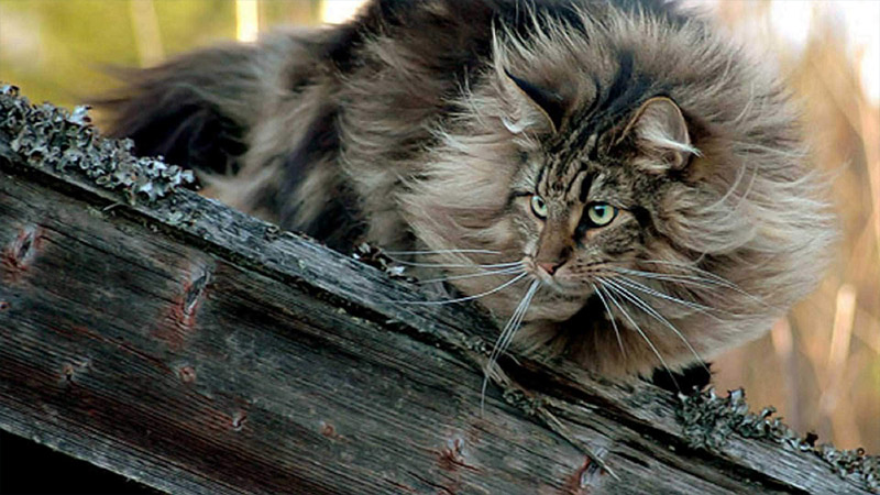 Norwegian Forest 1