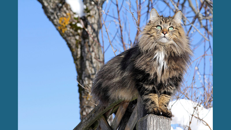 Norwegian Forest 10