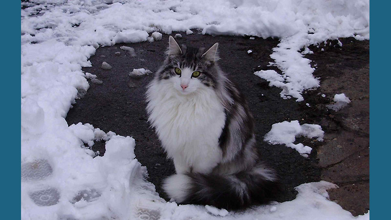 Norwegian Forest 13