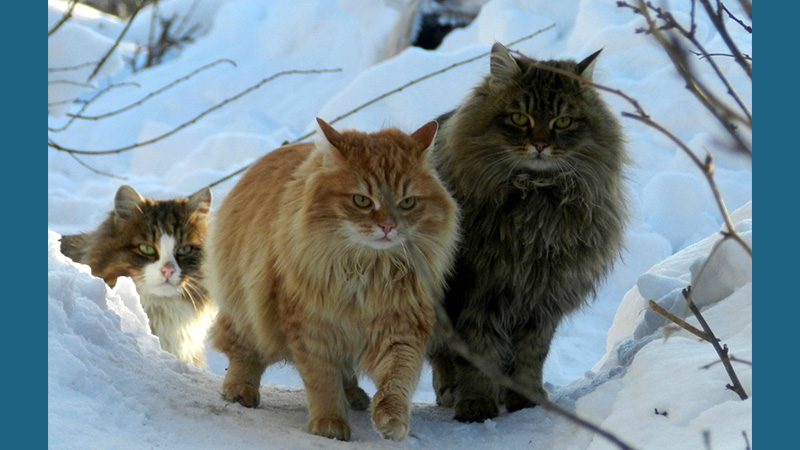 Norwegian Forest 3