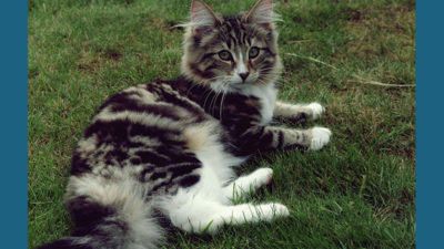 Norwegian Forest 4