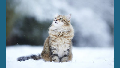 Norwegian Forest 5