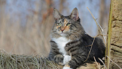 Norwegian Forest 8