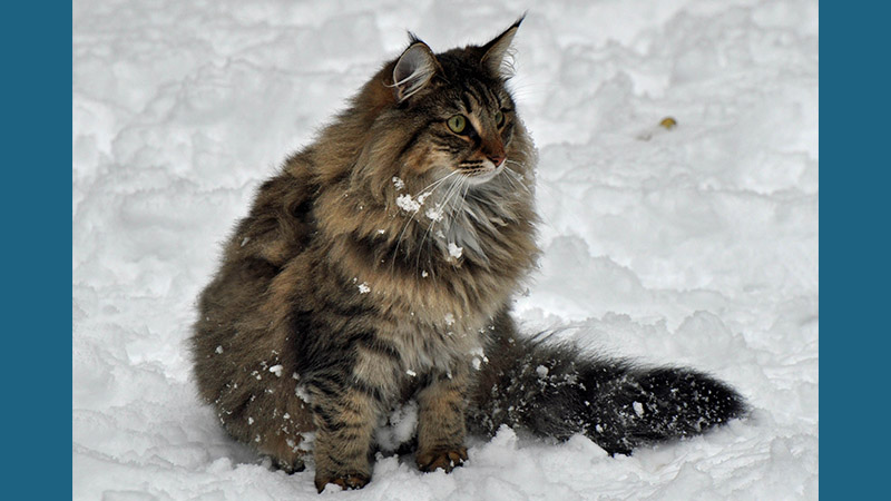 Norwegian Forest 9