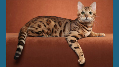 Ocicat 1