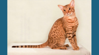 Ocicat 10