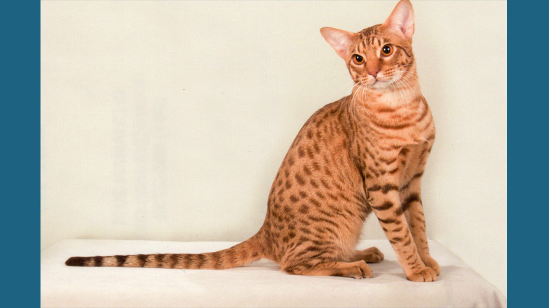 Ocicat 10