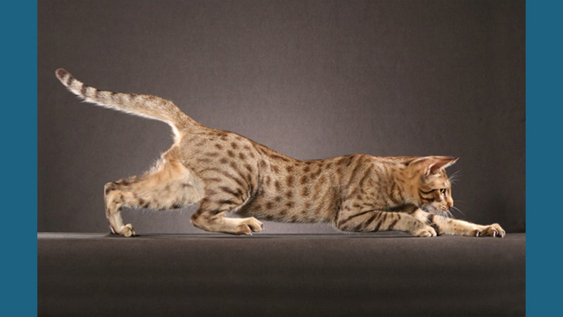 Ocicat 11