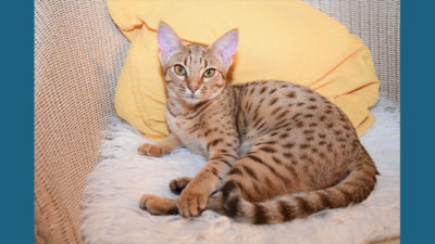 Ocicat 12