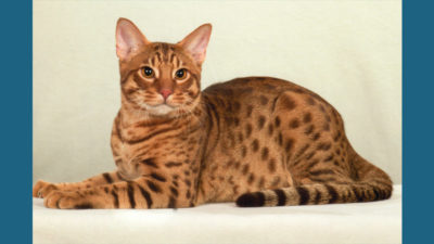 Ocicat 2