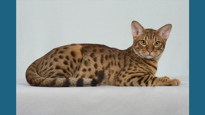 Ocicat 5