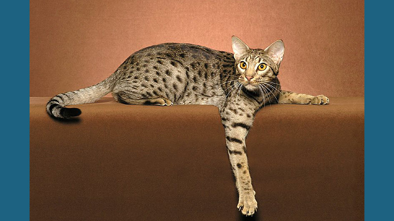 Ocicat 6