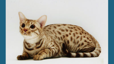 Ocicat 7