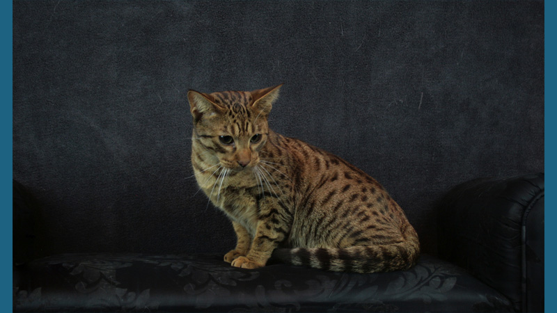 Ocicat 8