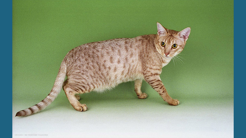 Ocicat 9