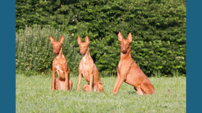 Pharaoh Hound 1