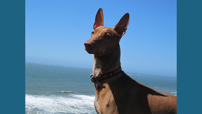 Pharaoh Hound 10