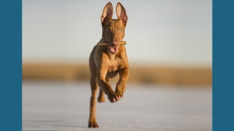 Pharaoh Hound 11