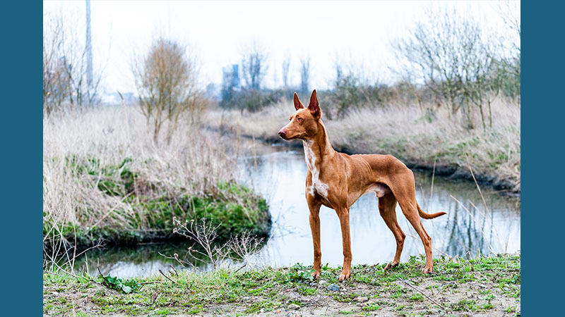 Pharaoh Hound 2