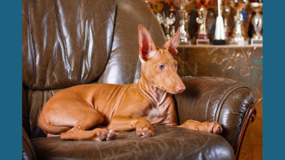 Pharaoh Hound 3