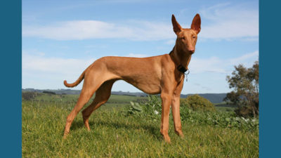 Pharaoh Hound 4