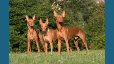 Pharaoh Hound 5