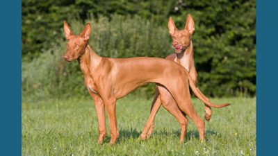 Pharaoh Hound 6