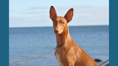 Pharaoh Hound 7