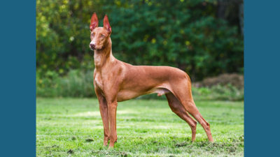 Pharaoh Hound 8