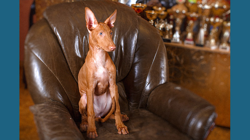 Pharaoh Hound 9