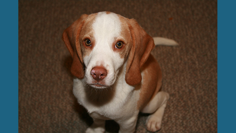 Pocket Beagle 3