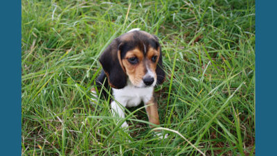 Pocket Beagle 4