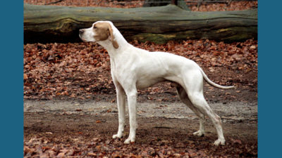 Pointer 4