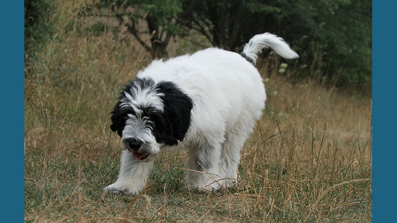 Polish Lowland Sheepdog 1