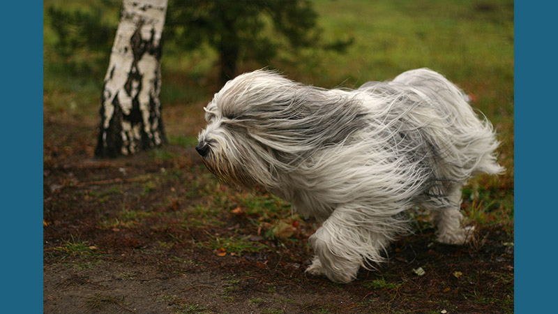 Polish Lowland Sheepdog 2