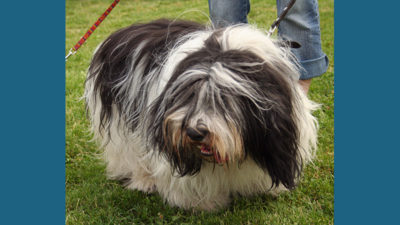 Polish Lowland Sheepdog 3