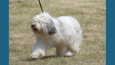 Polish Lowland Sheepdog 4