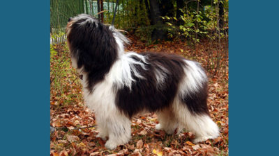 Polish Lowland Sheepdog 5