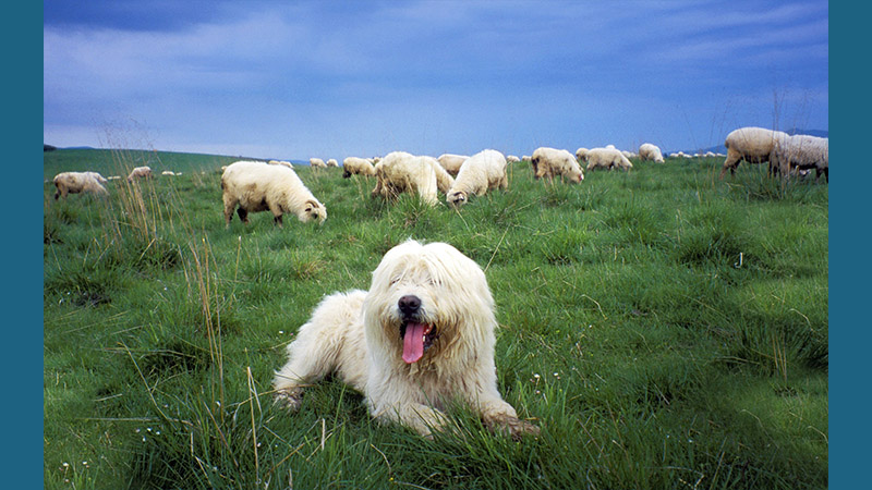 Polish Lowland Sheepdog 6