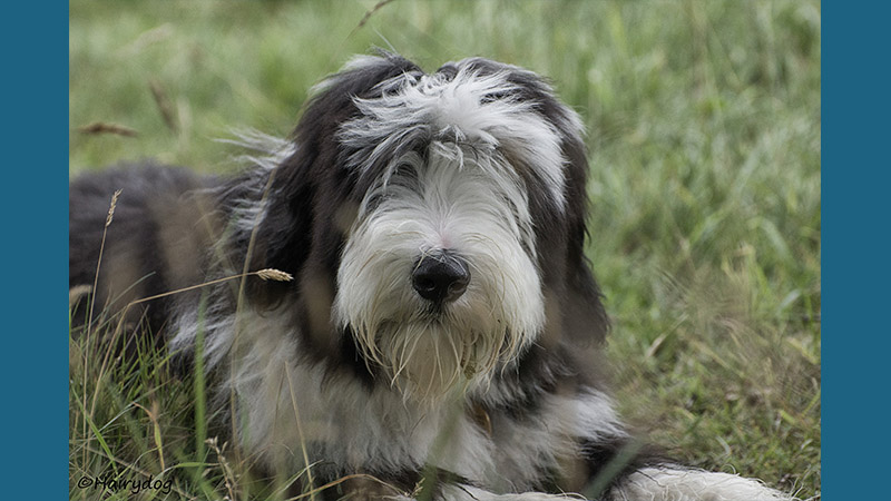 Polish Lowland Sheepdog 7