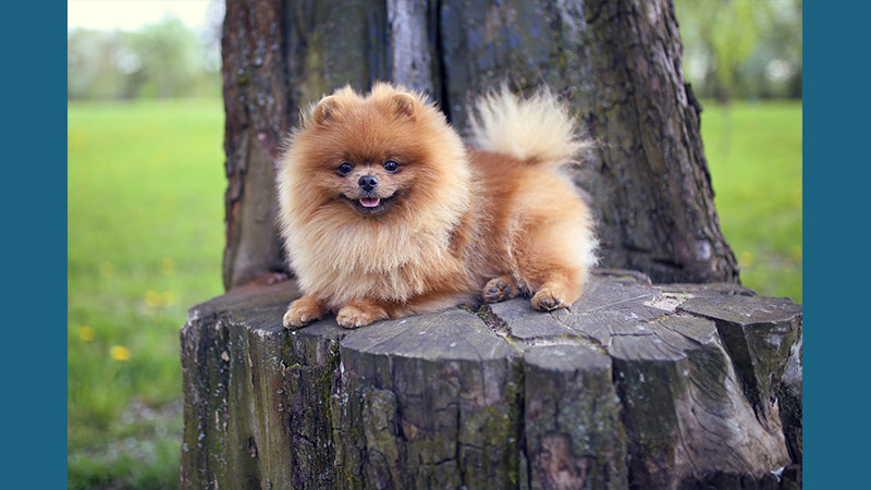 Pomeranian 1