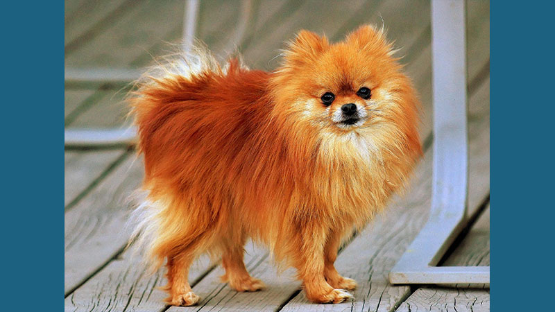 Pomeranian 10