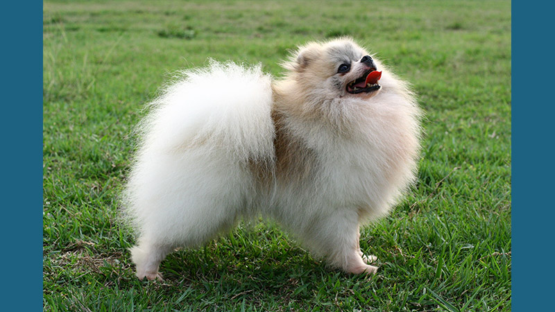 Pomeranian 12