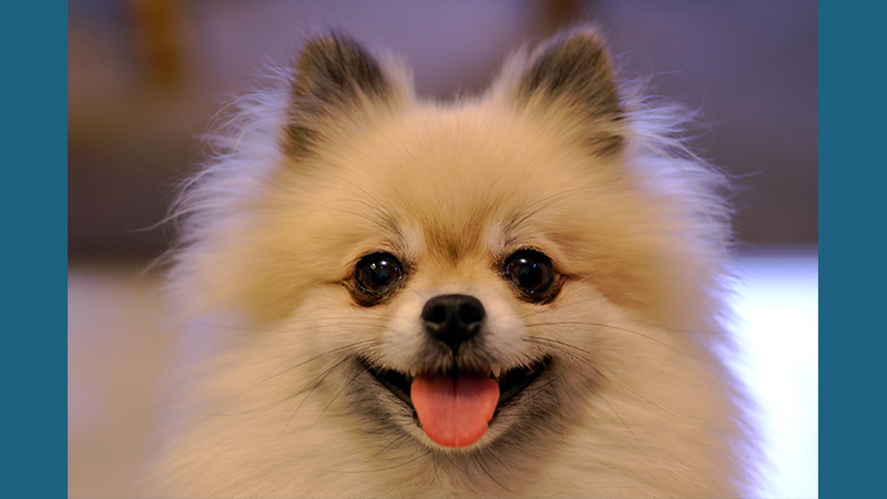 Pomeranian 2