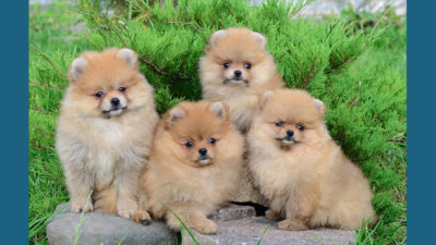 Pomeranian 4