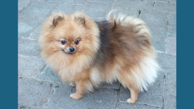 Pomeranian 8