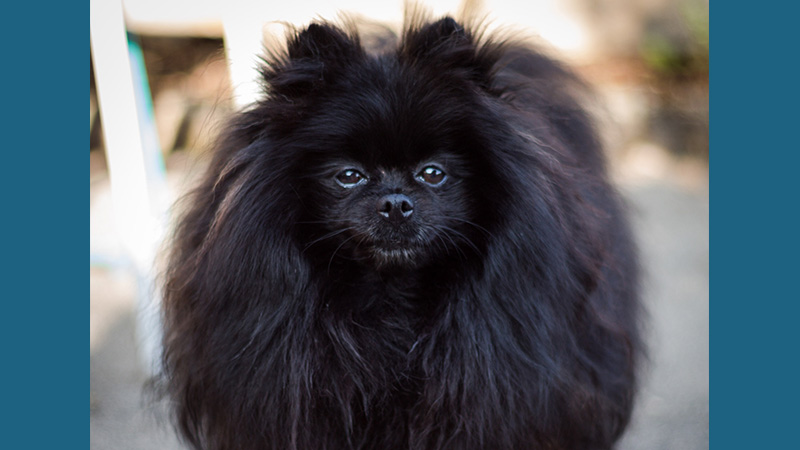 Pomeranian 9