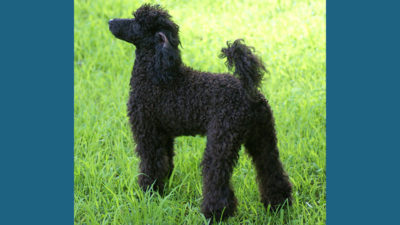 Poodle 13